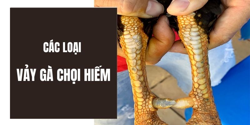 các loại vảy gà chọi hiếm