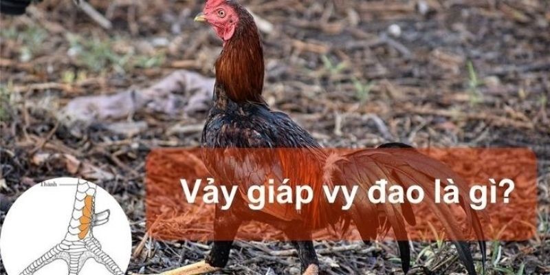 Vảy giáp vi đao gà chiến