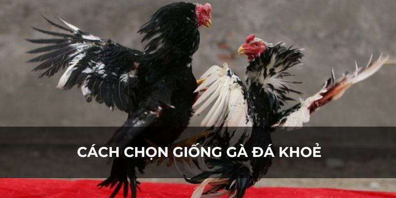 Cách chọn giống gà đá khoẻ