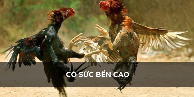 Cách chọn gà đá khoẻ theo kinh nghiệm dân gian