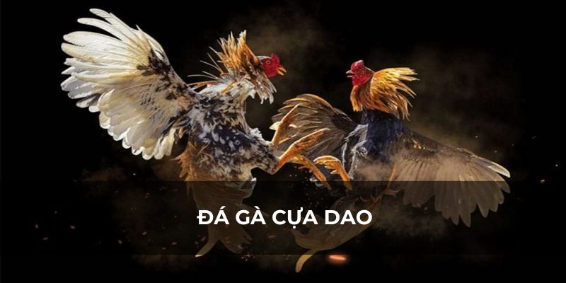 Đá gà cựa dao