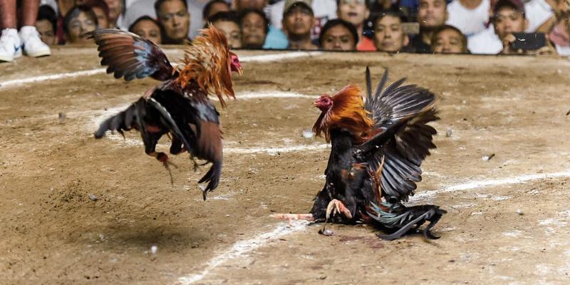 Gà thần kê và linh kê sấu