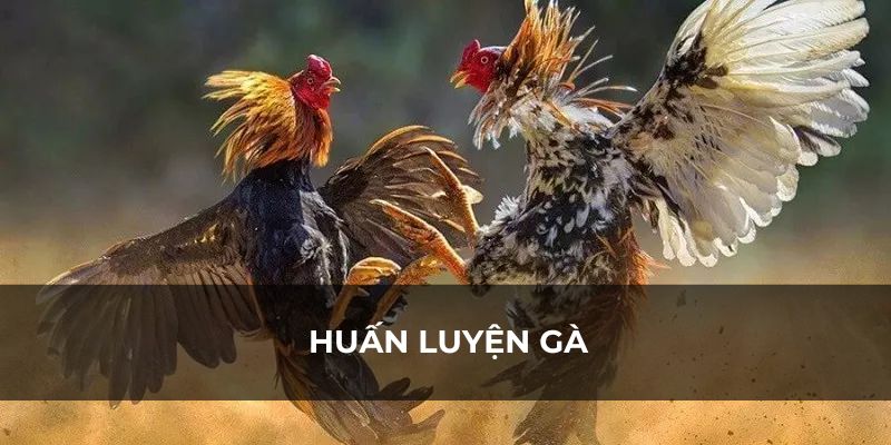 Huấn luyện gà đá thomo