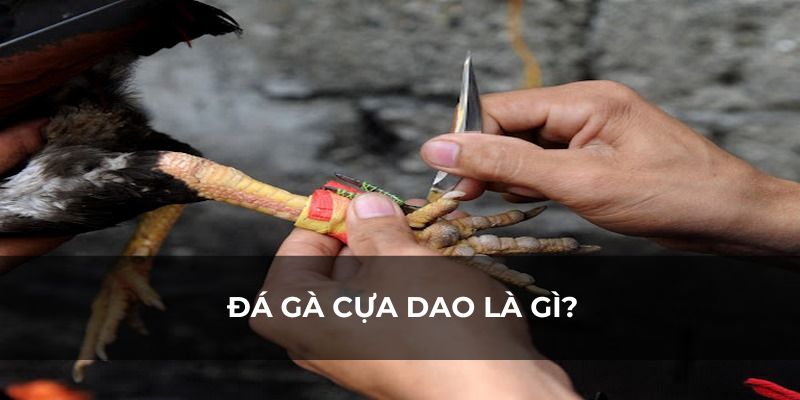 Đá gà cựa dao là gì