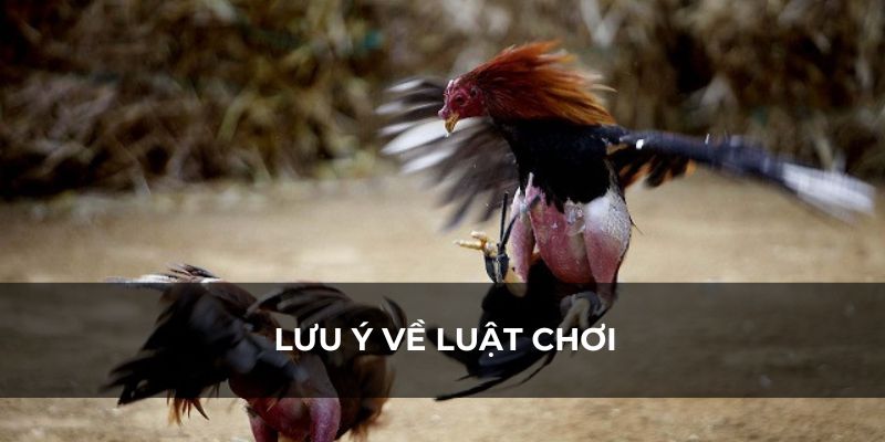 Luật chơi đá gà cựa dao