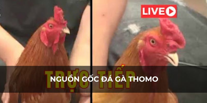 Nguồn gốc đá gà thomo