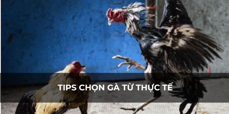 cách chọn gà đá khoẻ từ thực tế